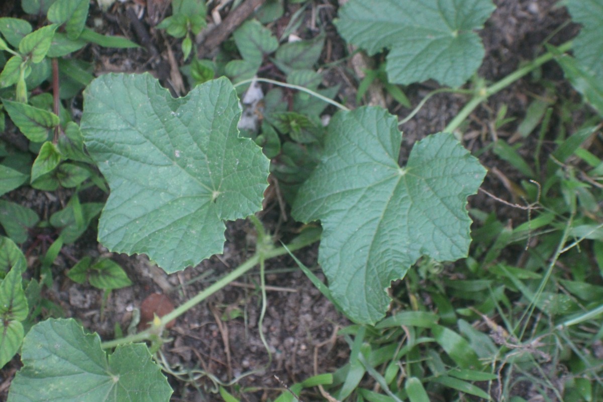 Cucumis melo L.